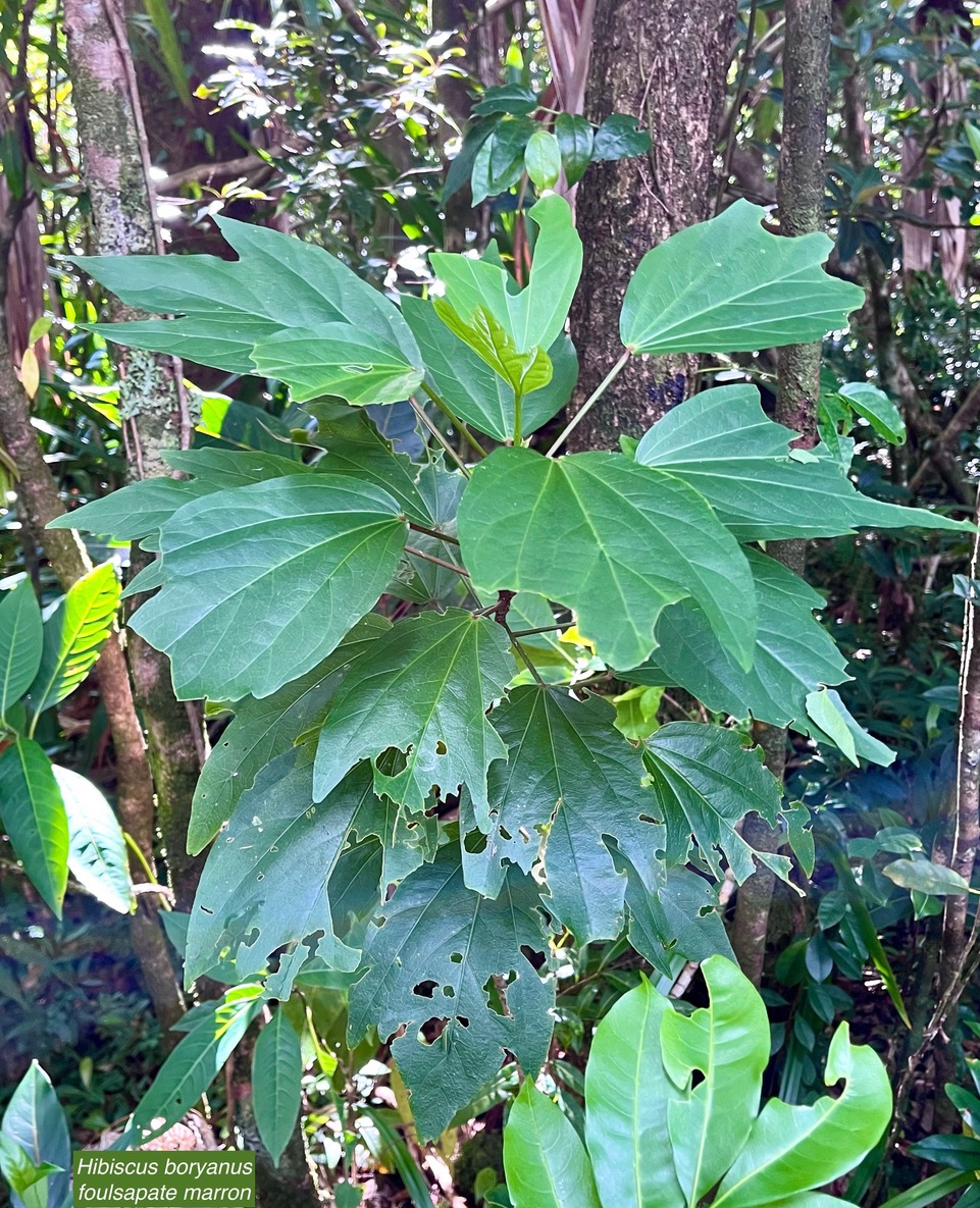 Hibiscus boryanus.foulsapate marron.mahot bâtard.malvaceae.endémique Réunion Maurice..jpeg