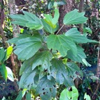 Hibiscus boryanus.foulsapate marron.mahot bâtard.malvaceae.endémique Réunion Maurice..jpeg