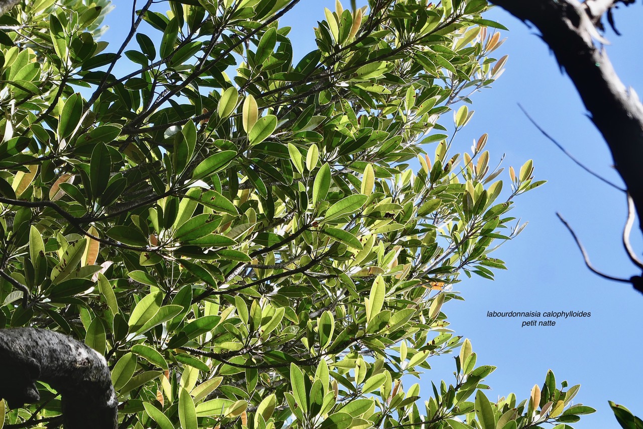 Labourdonnaisia calophylloides. petit natte .sapotaceae. endémique Réunion Maurice ..jpeg