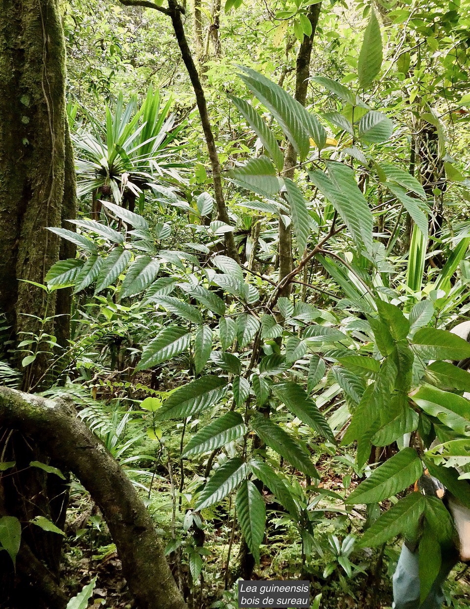 Leea guineensis.bois de sureau.vitaceae.indigène Réunion. (1).jpeg