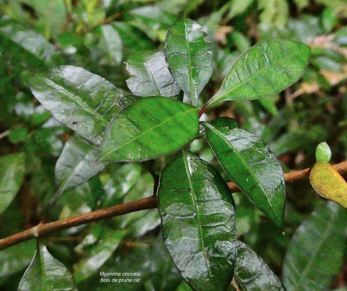 Myonima obovata .bois de prune marron.bois de prune rat.rubiaceae.endémique (1).jpeg