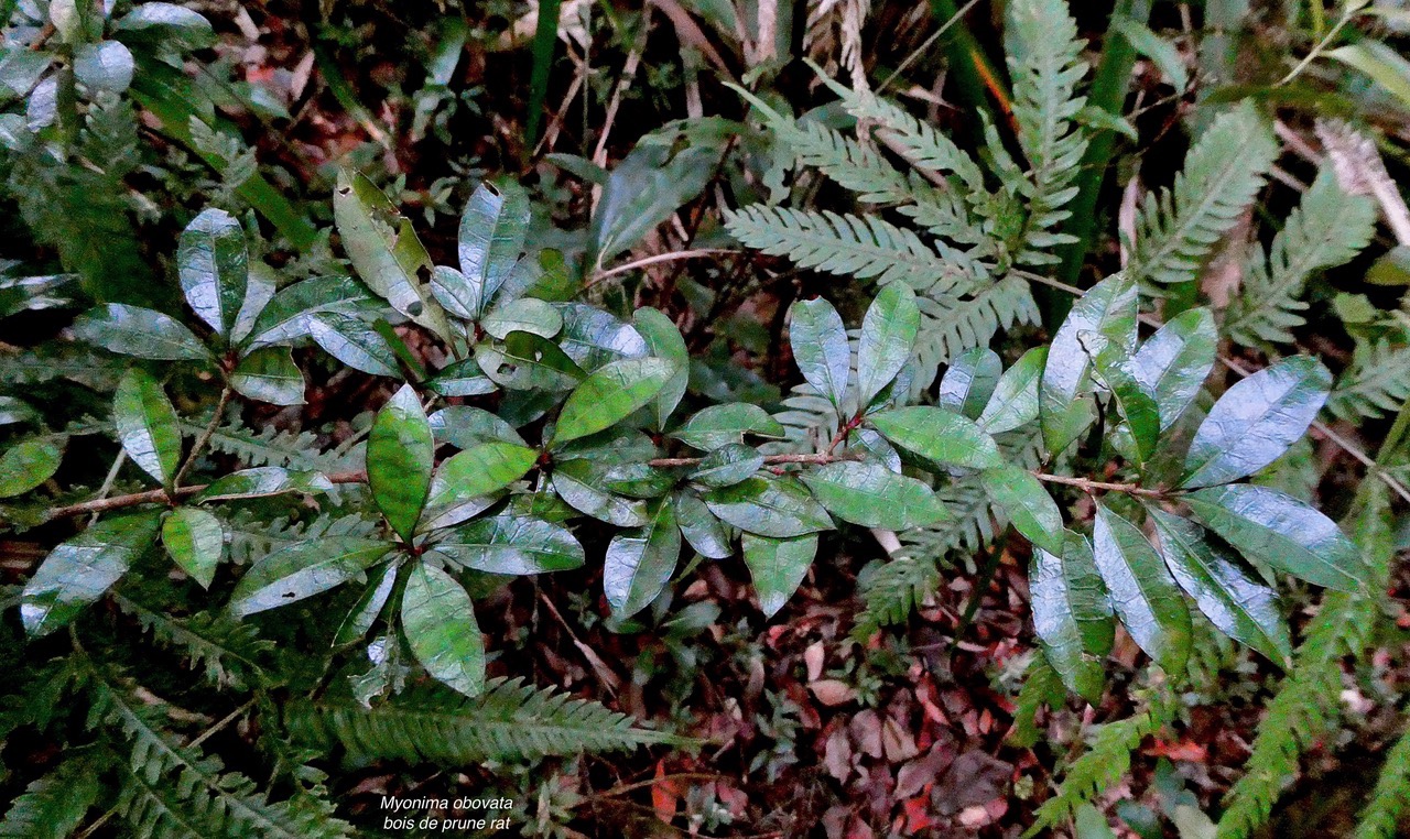 Myonima obovata .bois de prune marron.bois de prune rat.rubiaceae.endémique.jpeg