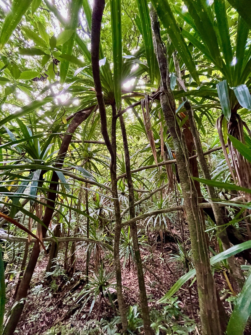 Pandanus purpuraescens vacoi des hauts.pandanaceae.endémique Réunion. (1).jpeg