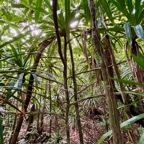 Pandanus purpuraescens vacoi des hauts.pandanaceae.endémique Réunion. (1).jpeg