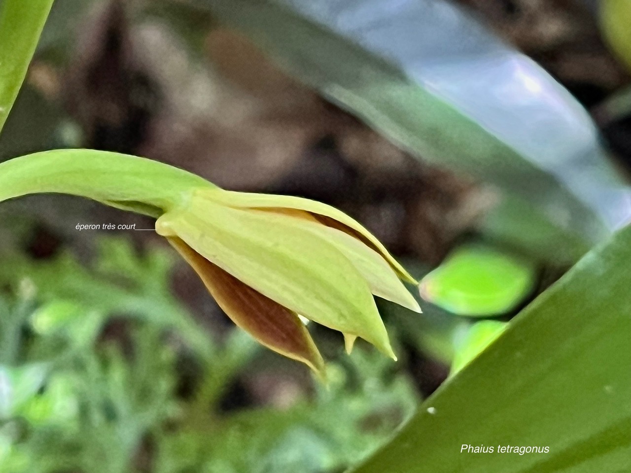 Phaius tetragonus (Thouars )  .éperon très court       )orchidaceae.endémique Réunion Maurice..jpeg