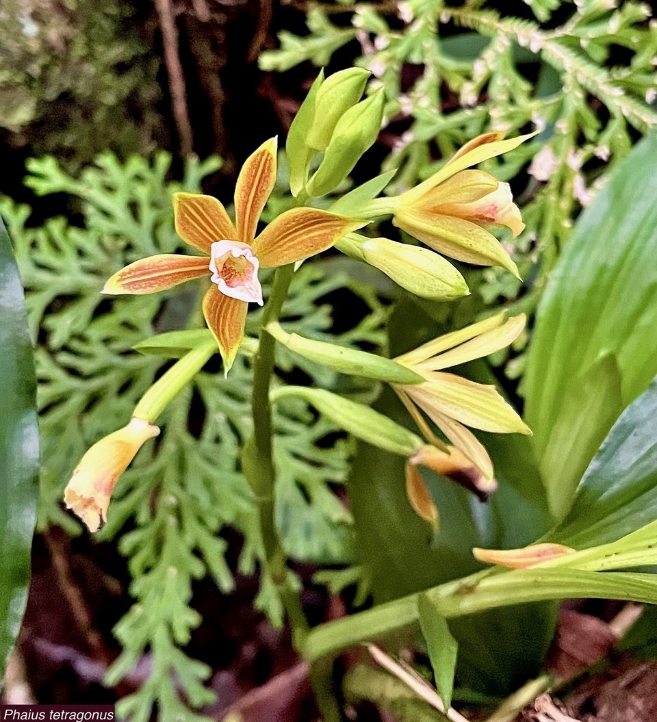 Phaius tetragonus (Thouars )orchidaceae.endémique Réunion Maurice..jpeg