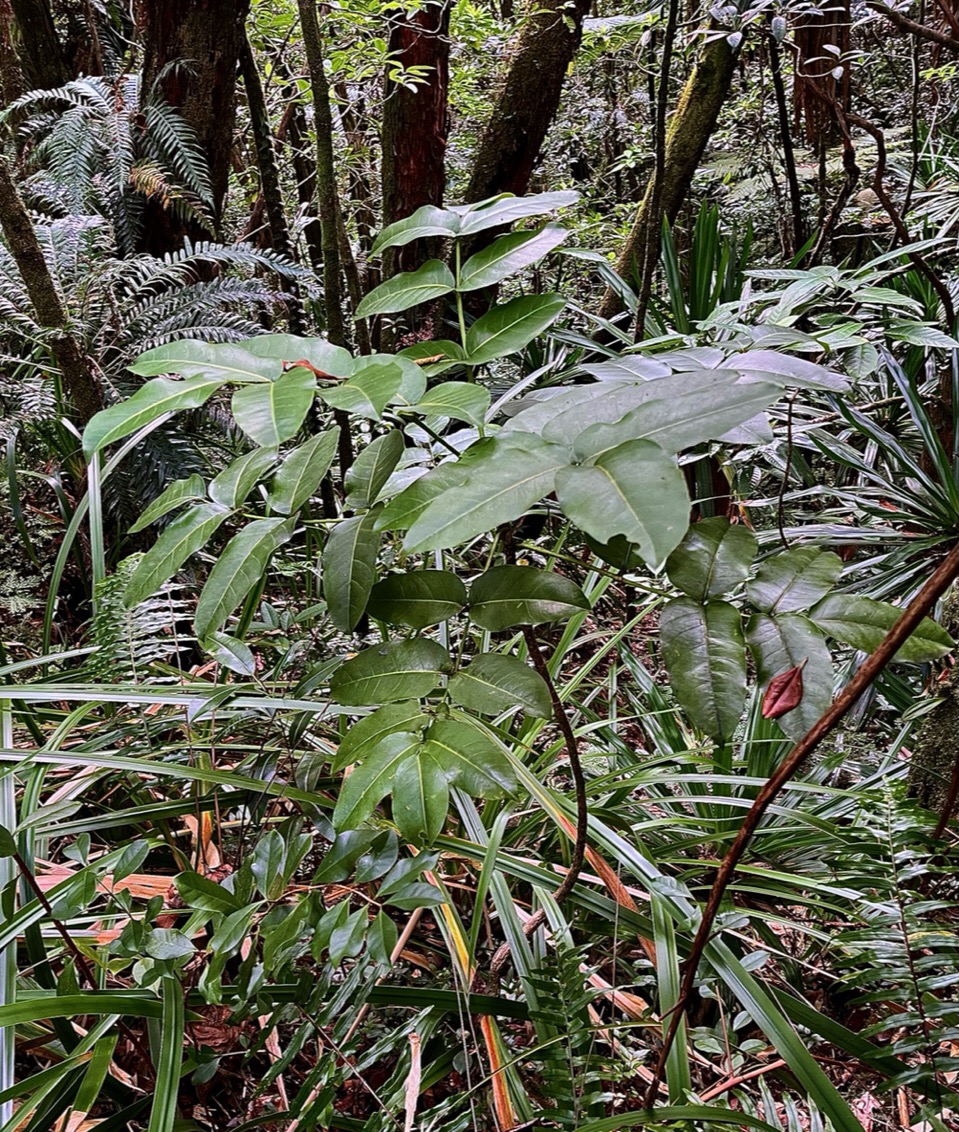 Polyscias repanda  Bois de papaye. araliaceae.endémique Réunion..jpeg