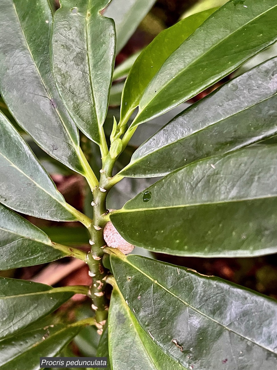 Procris pedunculata .urticaceae.indigène Réunion. (1).jpeg