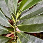 Procris pedunculata .urticaceae.indigène Réunion. (1).jpeg