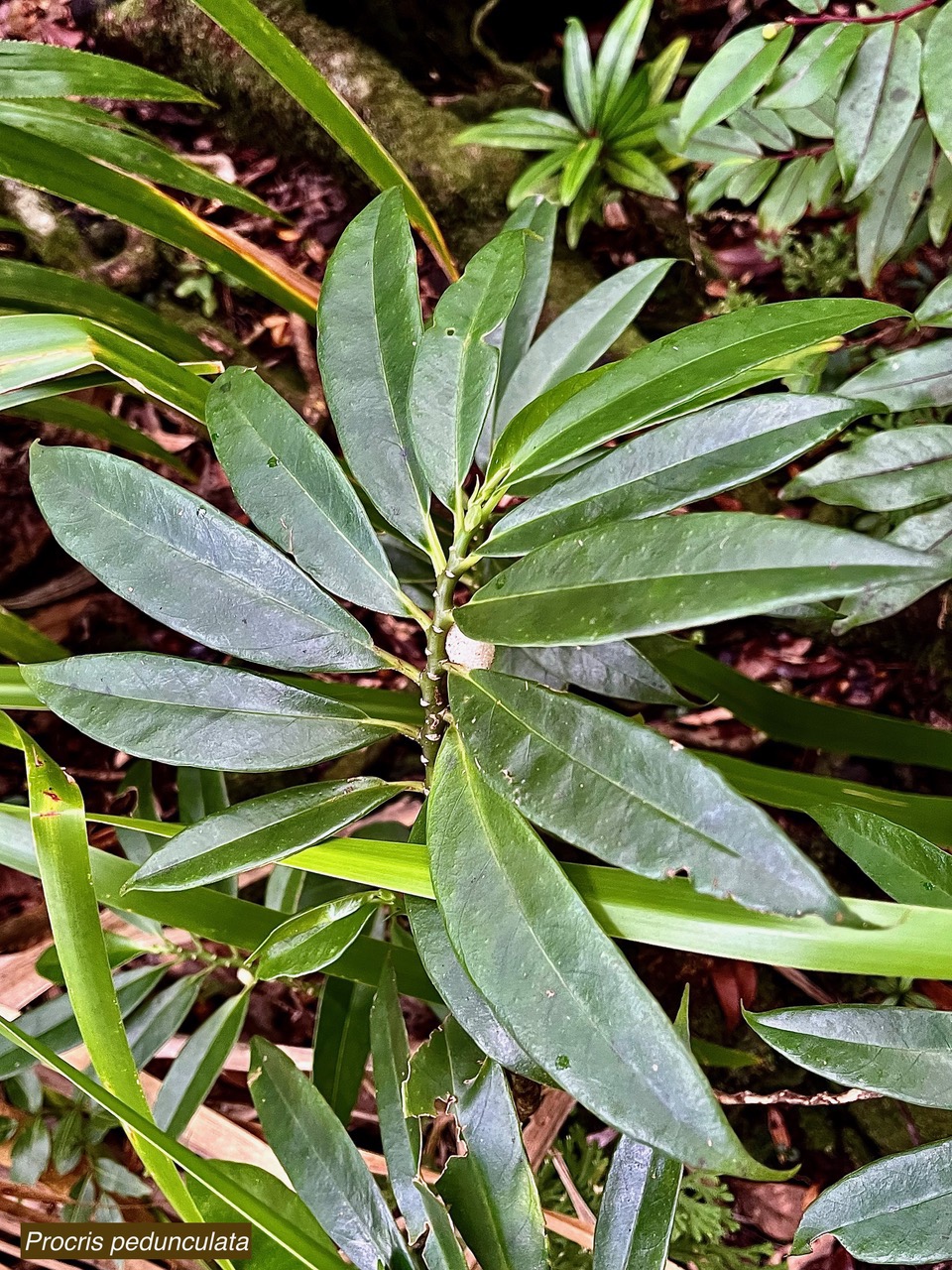 Procris pedunculata .urticaceae.indigène Réunion. (2).jpeg