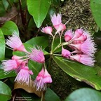 Syzygium cymosum .Bois de pomme rouge.myrtaceae.endémique Réunion Maurice. (1).jpeg