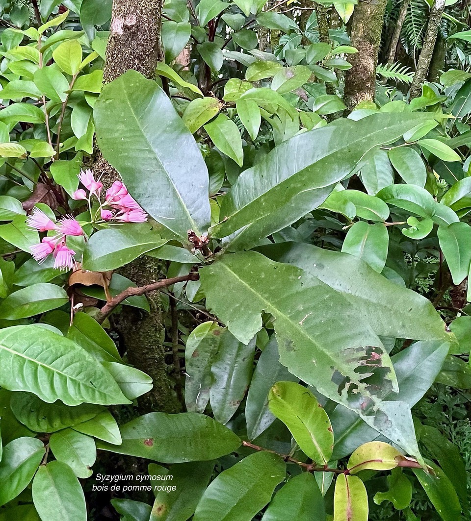 Syzygium cymosum .Bois de pomme rouge.myrtaceae.endémique Réunion Maurice..jpeg