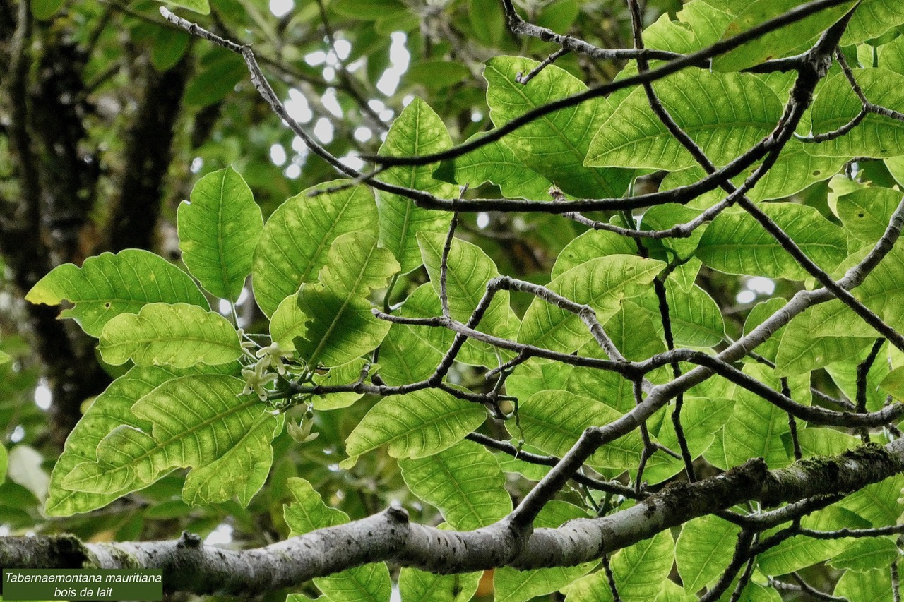 Tabernaemontana mauritiana. bois de lait.apocynaceae.endémique Réunion Maurice. (1).jpeg