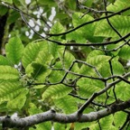 Tabernaemontana mauritiana. bois de lait.apocynaceae.endémique Réunion Maurice. (1).jpeg