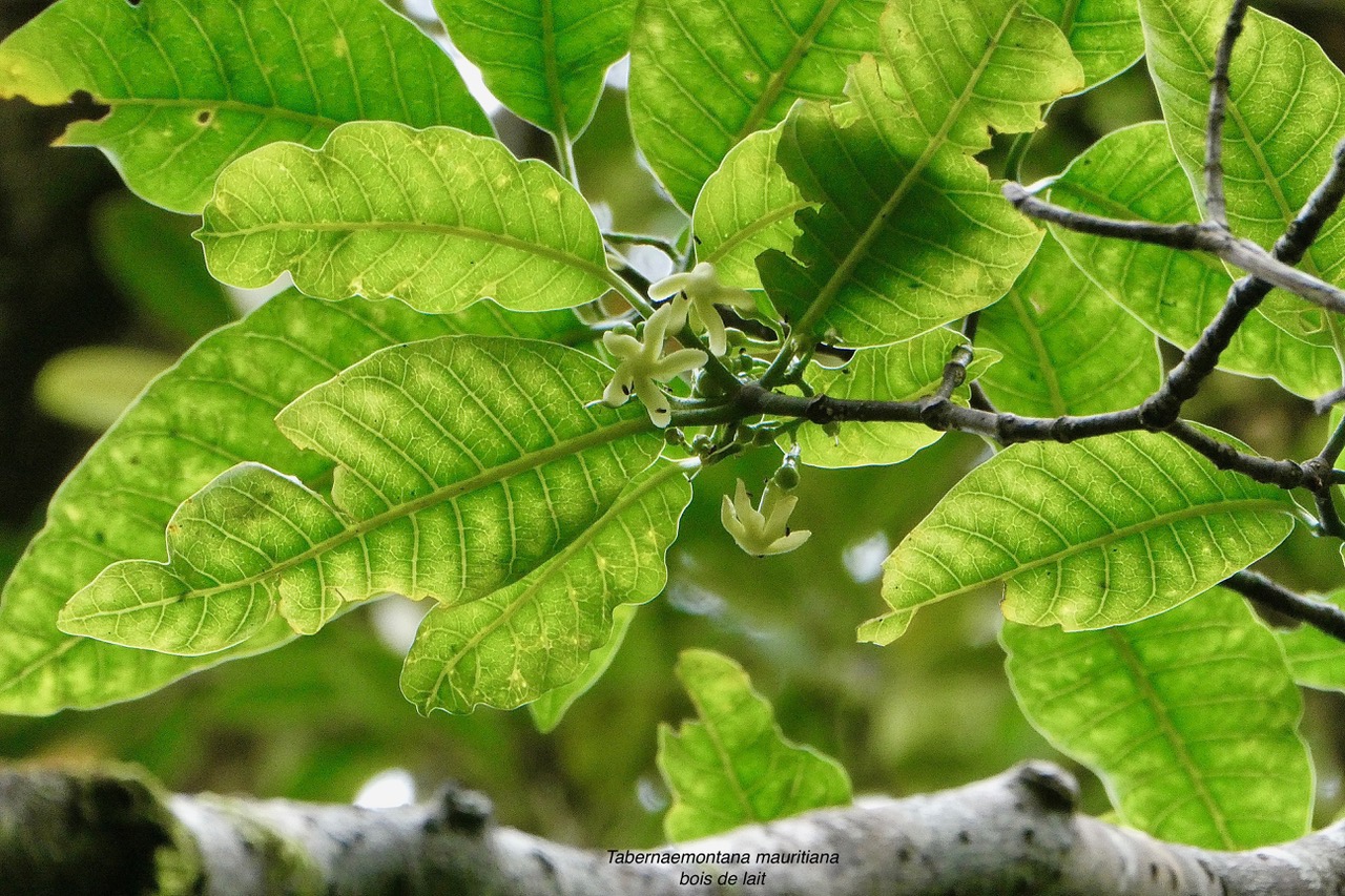 Tabernaemontana mauritiana. bois de lait.apocynaceae.endémique Réunion Maurice. (2).jpeg