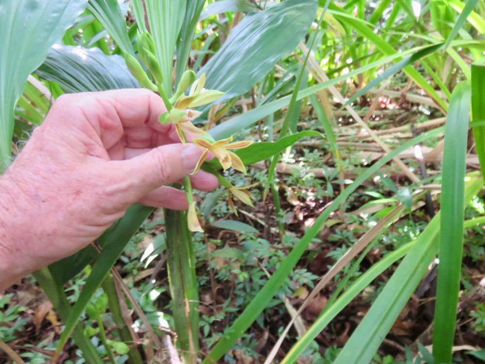 1. Phaius tetragonus - -Orchidaceae.jpeg