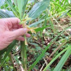 1. Phaius tetragonus - -Orchidaceae.jpeg