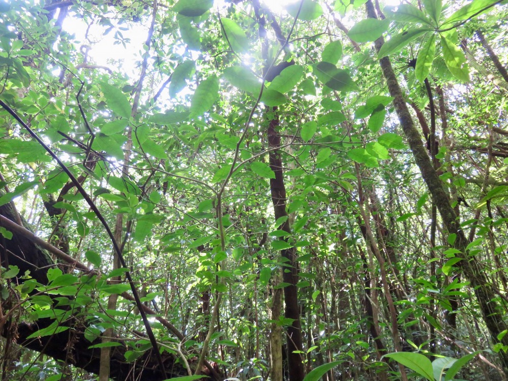 3. Tabernaemontana mauritiana - Bois de lait - Apocynaceae - Endémique La Réunion et Maurice.jpeg