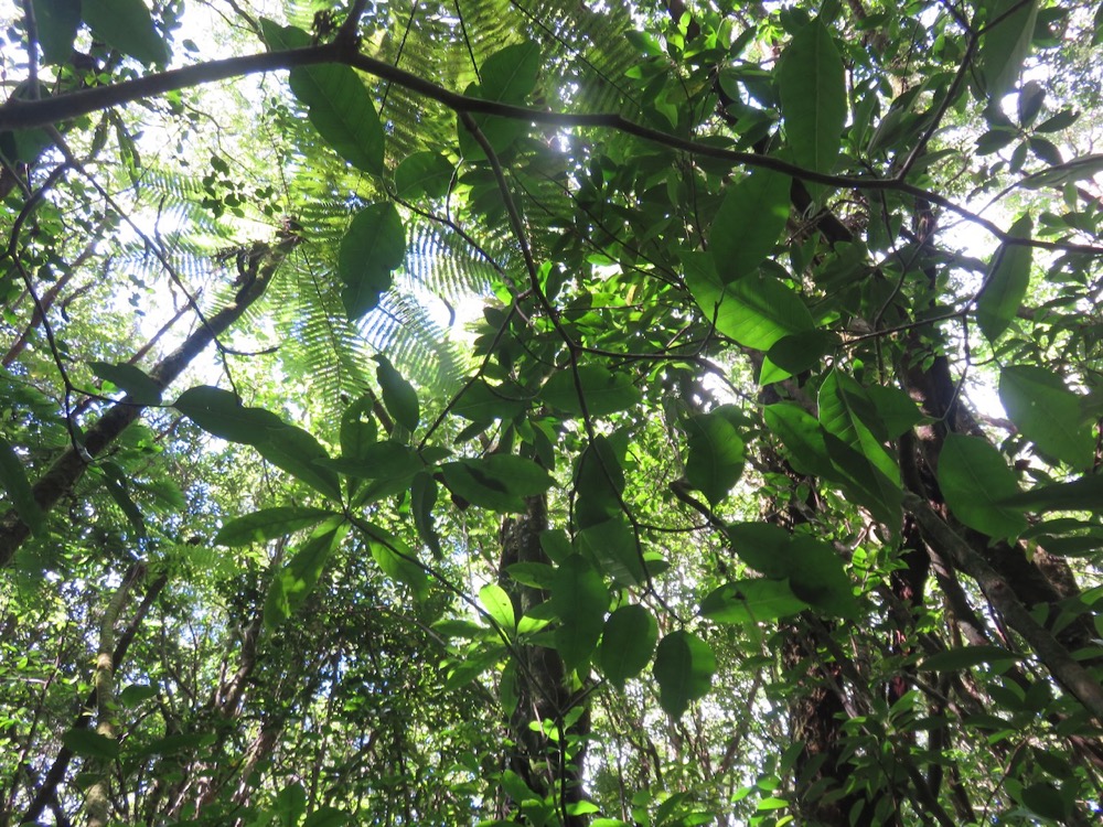 4. Tabernaemontana mauritiana - Bois de lait - Apocynaceae - Endémique La Réunion et Maurice.jpeg