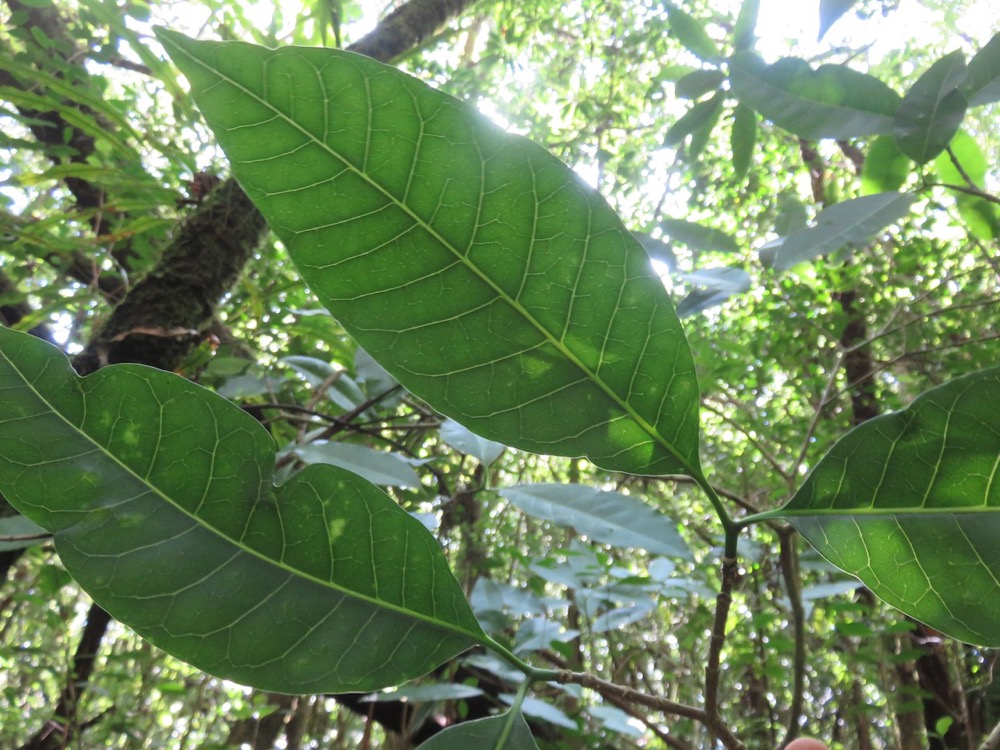 7. Tabernaemontana mauritiana - Bois de lait - Apocynaceae - Endémique La Réunion et Maurice.jpeg