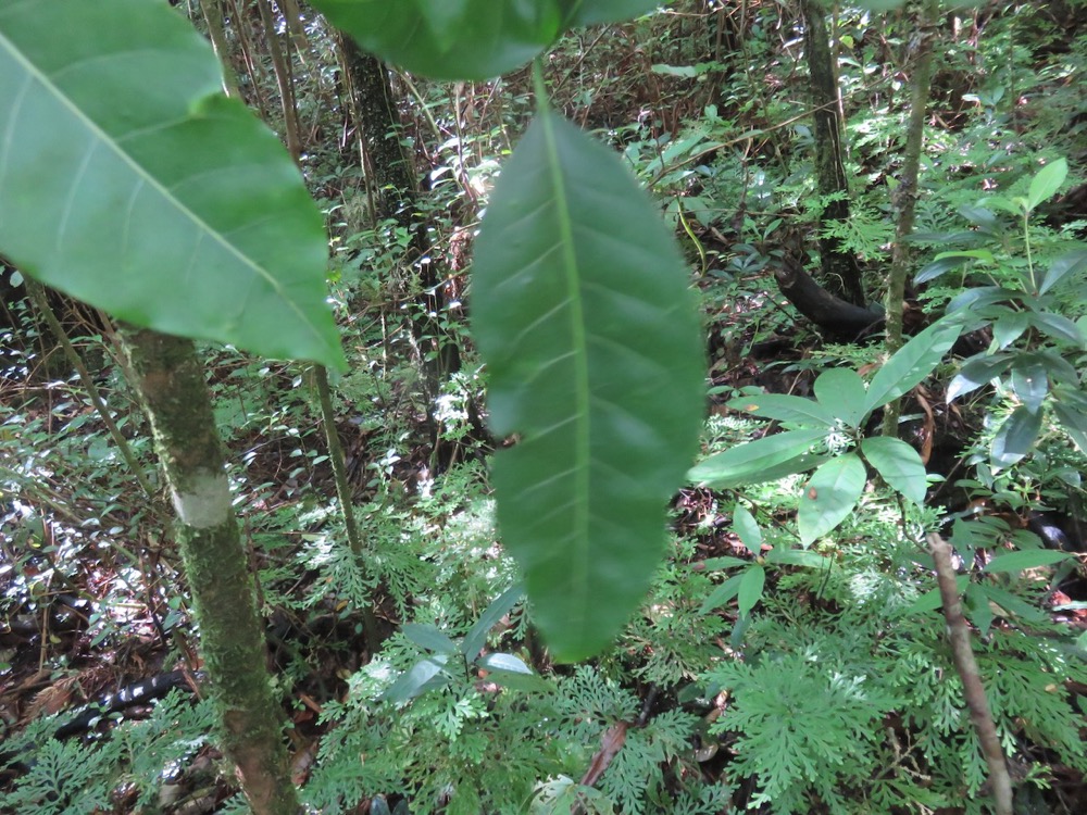 8. Tabernaemontana mauritiana - Bois de lait - Apocynaceae - Endémique La Réunion et Maurice IMG_3987.JPG.jpeg