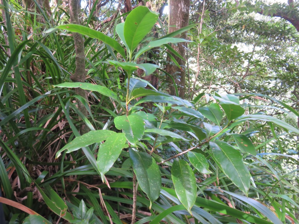 9. Noronhia broomeana. ( Chionanthus broomeanus )bois de coeur bleu IMG_3996.JPG.jpeg