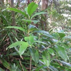 9. Noronhia broomeana. ( Chionanthus broomeanus )bois de coeur bleu IMG_3996.JPG.jpeg