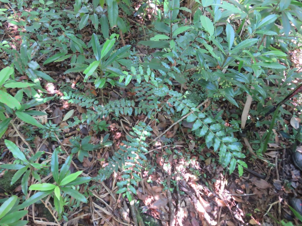 12. Grangeria borbonica - Bois de punaise ; Bois de balai ; Bois de buis marron - Chrysobalanaceae -Mascar. (B, M).   IMG_3992.JPG.jpeg