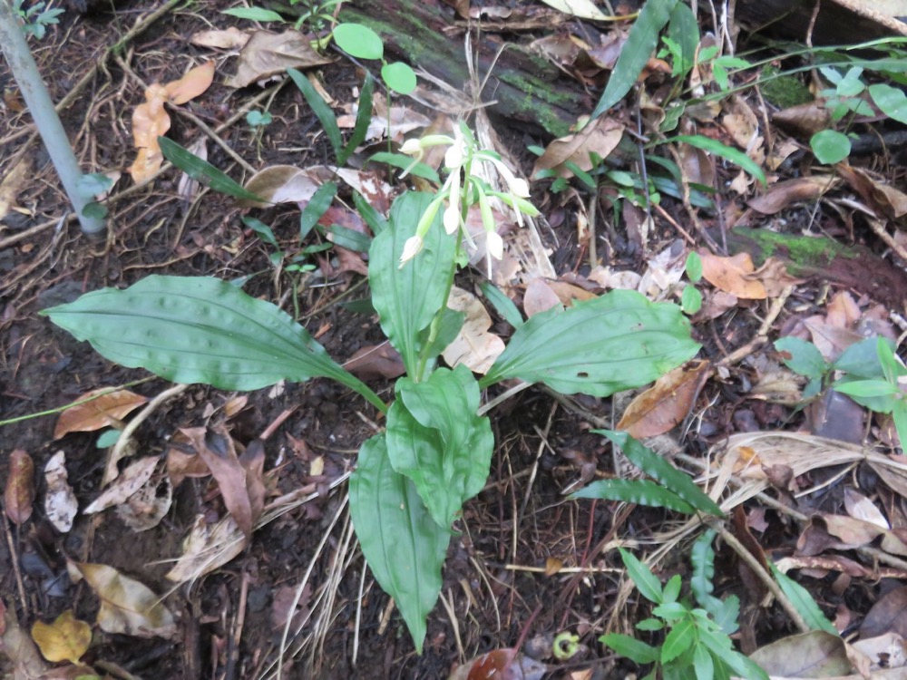 14. Calanthe candida Orchidaceae Endémique la Réunion, Maurice   IMG_4000.JPG.jpeg