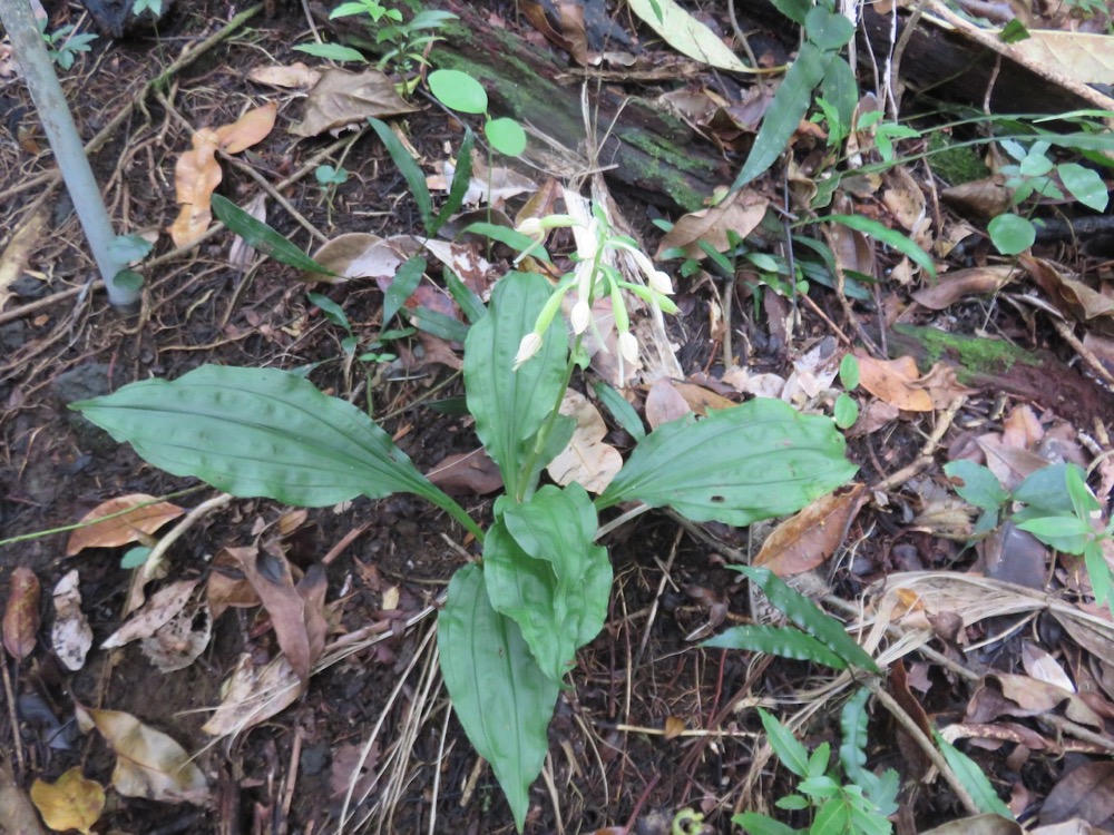 15. Calanthe candida Orchidaceae Endémique la ReÌunion, Maurice.jpeg