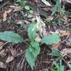 15. Calanthe candida Orchidaceae Endémique la ReÌunion, Maurice.jpeg