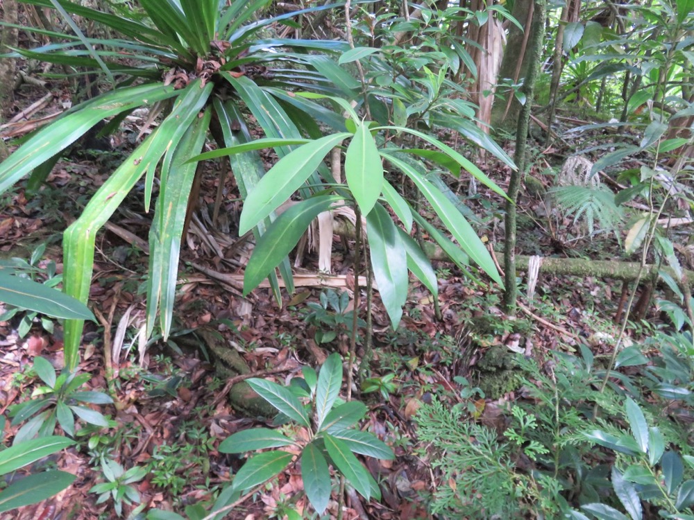 19. Calanthe candida Orchidaceae Endémique la ReÌunion, Maurice.jpeg