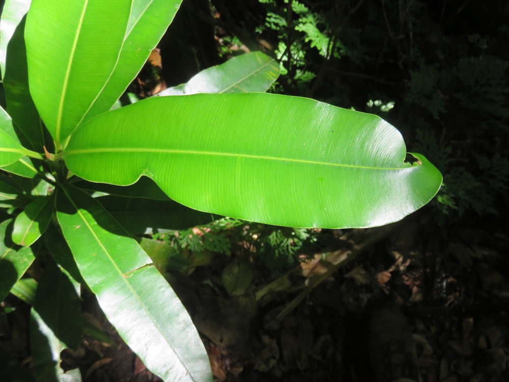 20. Calophyllum takamahaca - Takamaka - Clusiacée IMG_4011.JPG.jpeg