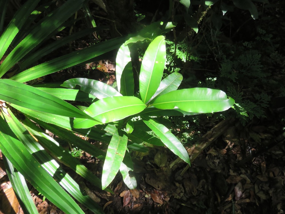 21. Calophyllum takamahaca - Takamaka - Clusiacée IMG_4010.JPG.jpeg