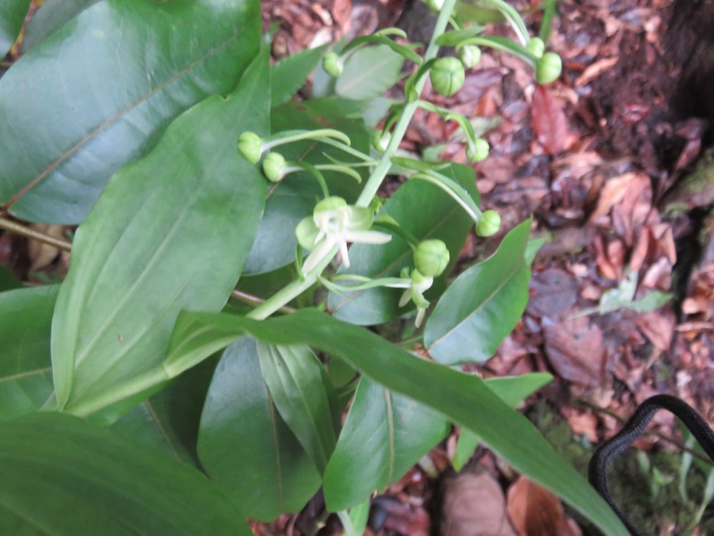 27. Habenaria sigillum Orchidacae IMG_4012.JPG.jpeg