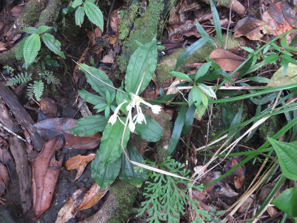 28. Calanthe candida Orchidaceae Endémique la ReÌunion, Maurice.jpeg