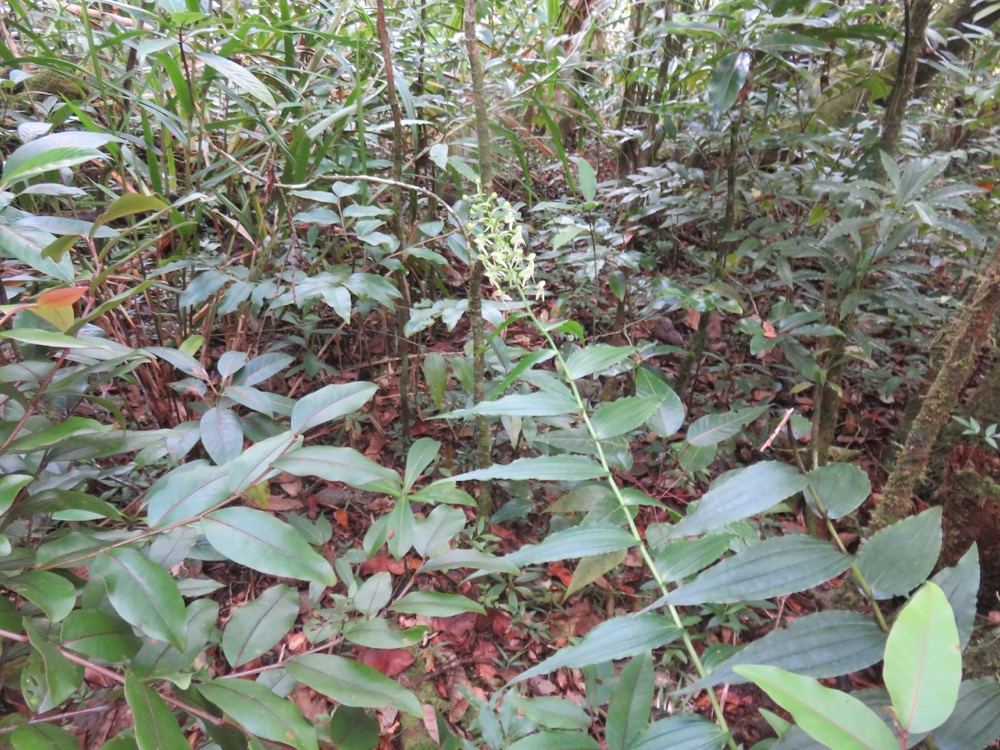 29.  Habenaria sigillum Orchidacae IMG_4020.JPG.jpeg