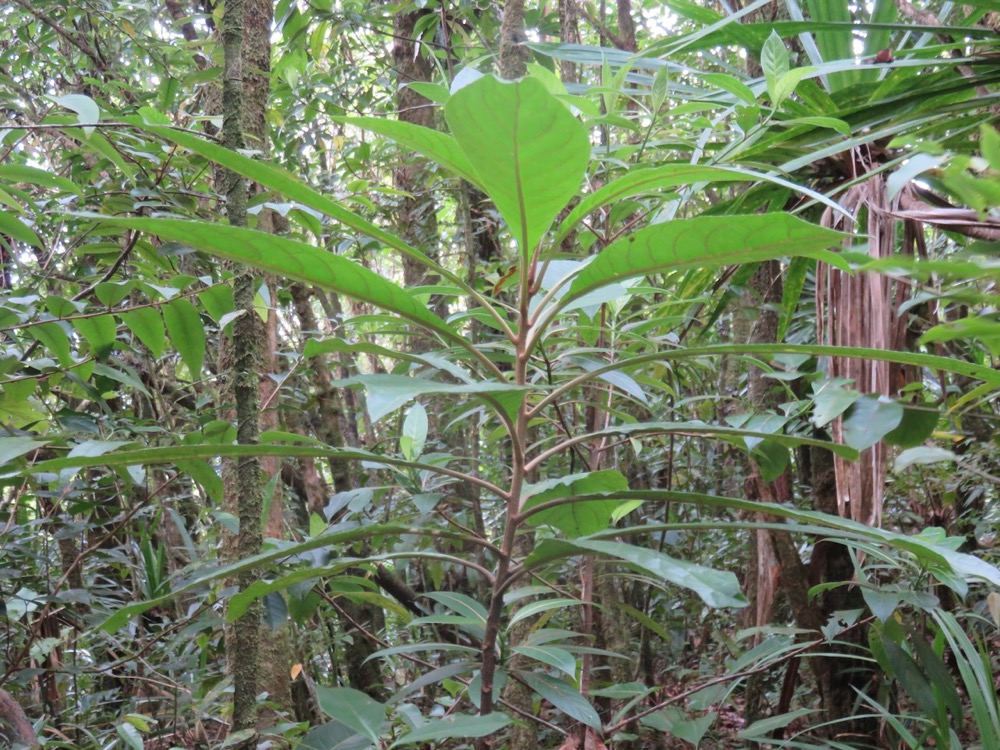 32. Vernonia fimbrillifera - Bois de source ou Bois de Sapo - Astéracée - B.jpeg