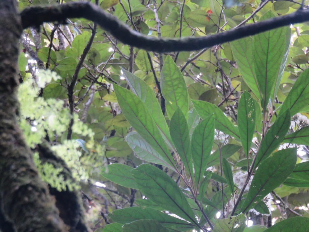 33. Vernonia fimbrillifera - Bois de source ou Bois de Sapo - Astéracée - B.jpeg