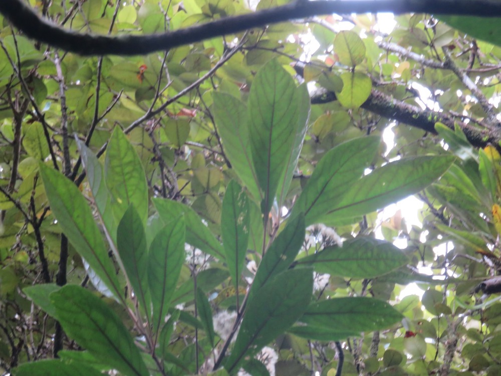 34. Vernonia fimbrillifera - Bois de source ou Bois de Sapo - Astéracée - B.jpeg