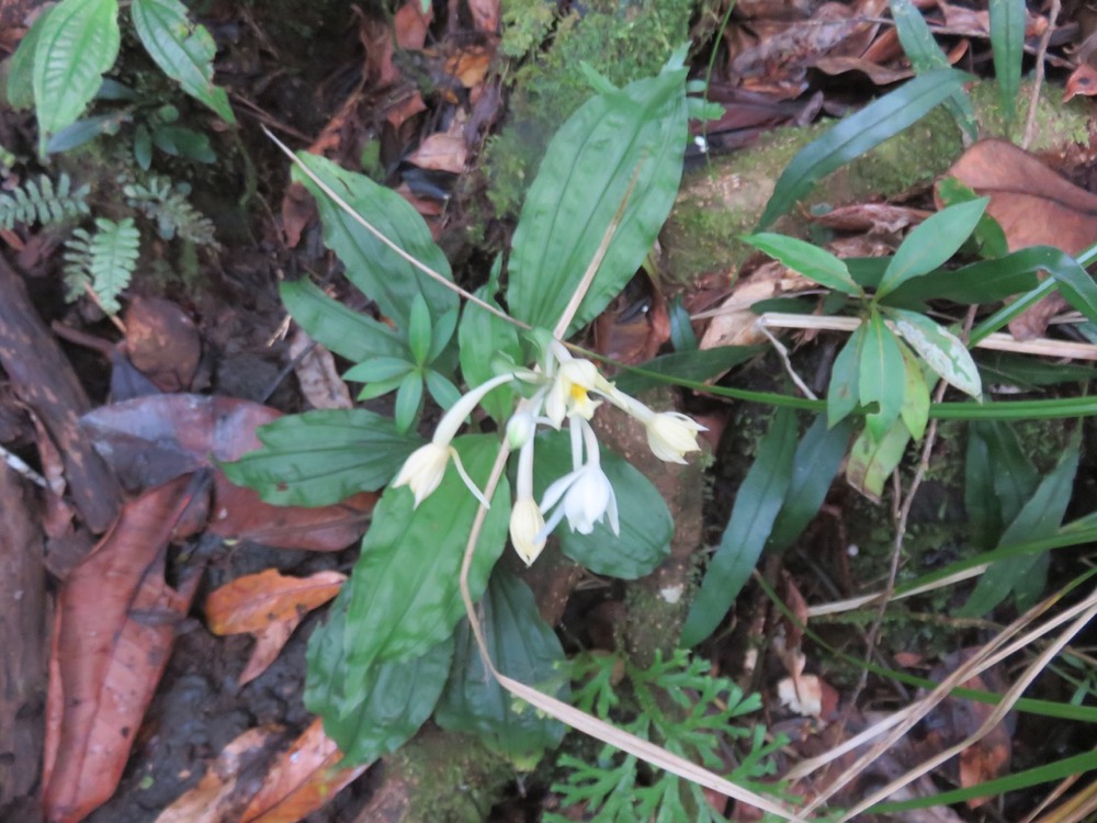 36. Calanthe candida Orchidaceae Endémique la ReÌunion, Maurice.jpeg