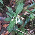 36. Calanthe candida Orchidaceae Endémique la ReÌunion, Maurice.jpeg