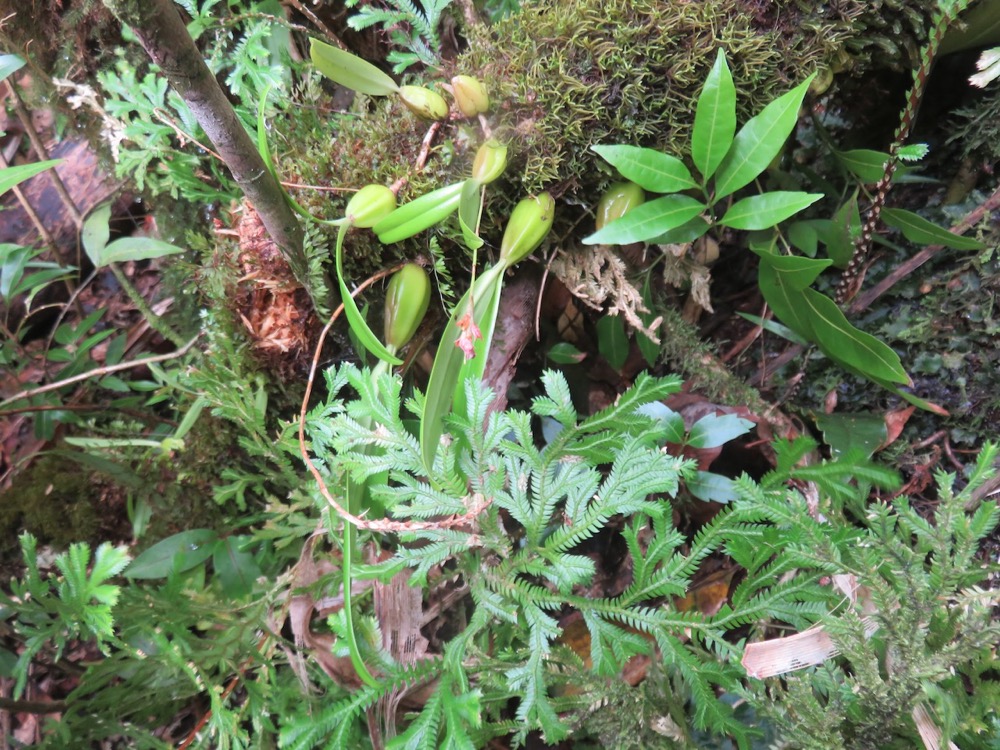 37. Petite inflorescence rouge de Bulbophyllum bernadetteae - - Orchidaceae -.jpeg