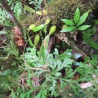 37. Petite inflorescence rouge de Bulbophyllum bernadetteae - - Orchidaceae -.jpeg