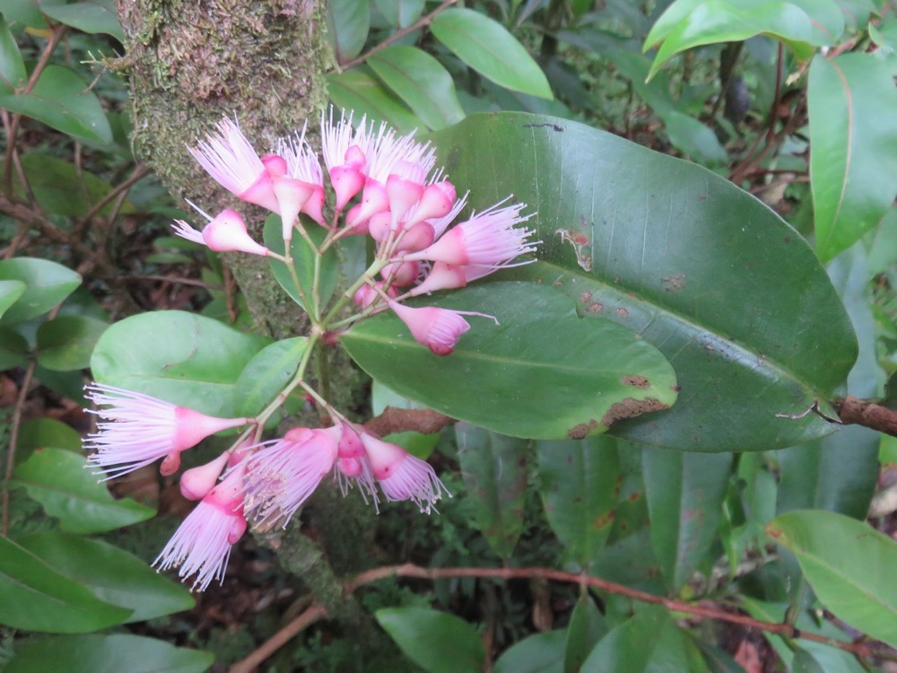 43. fleurs de Syzygium cymosum - Bois de pomme rouge - Myrtacée - B IMG_4033.JPG.jpeg