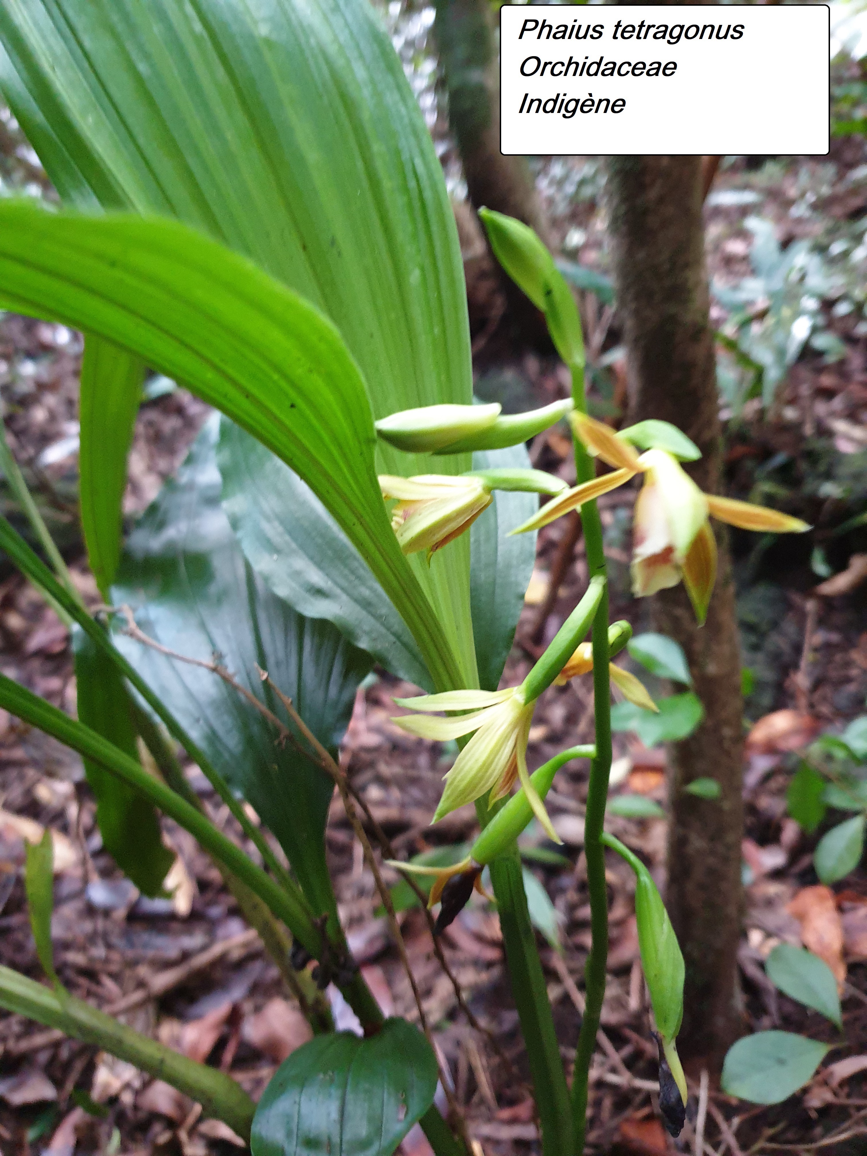 3- Phaius tetragonus (2).jpg