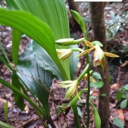 3- Phaius tetragonus (2).jpg