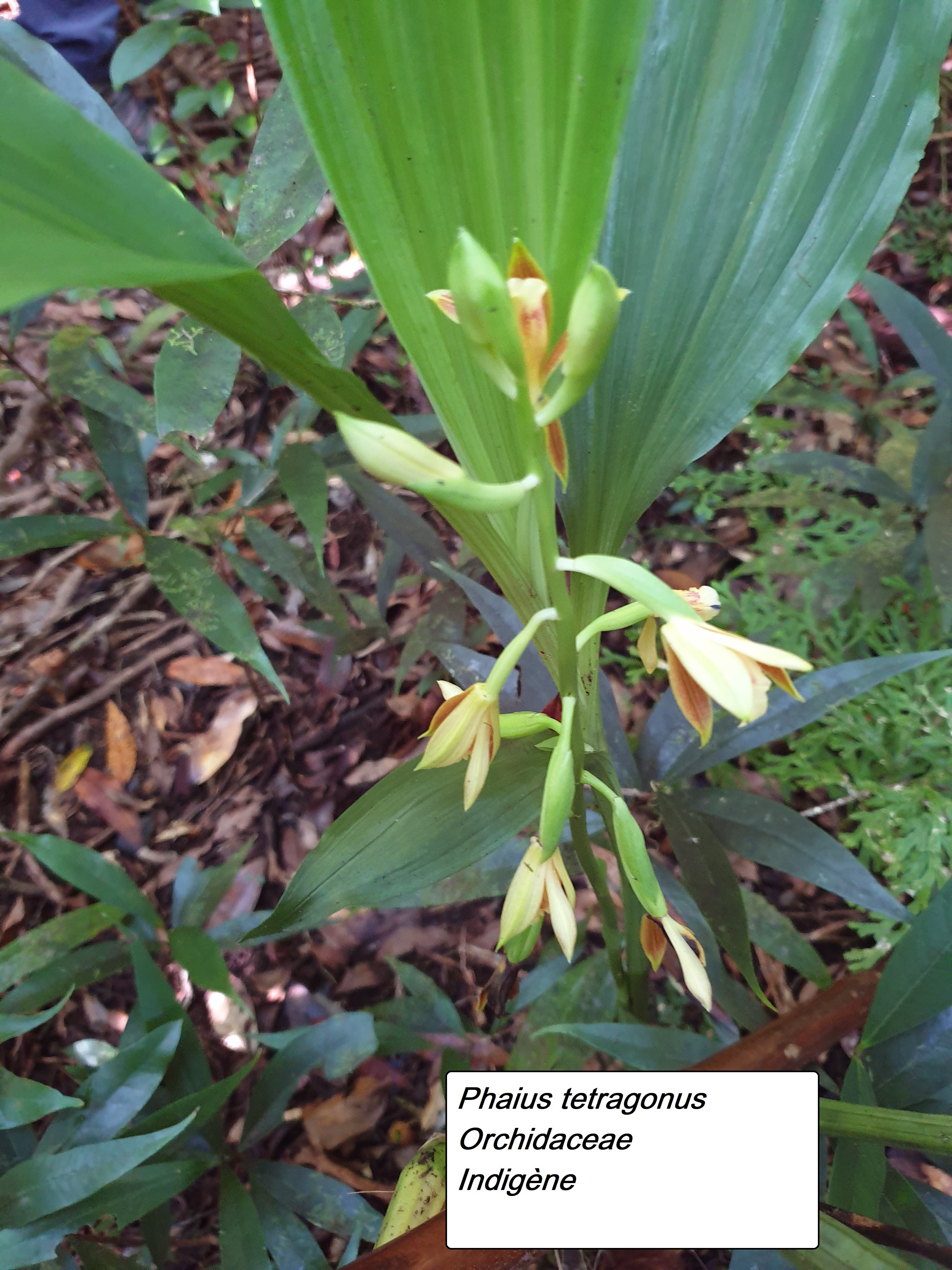 5- Phaius tetragonus (1).jpg