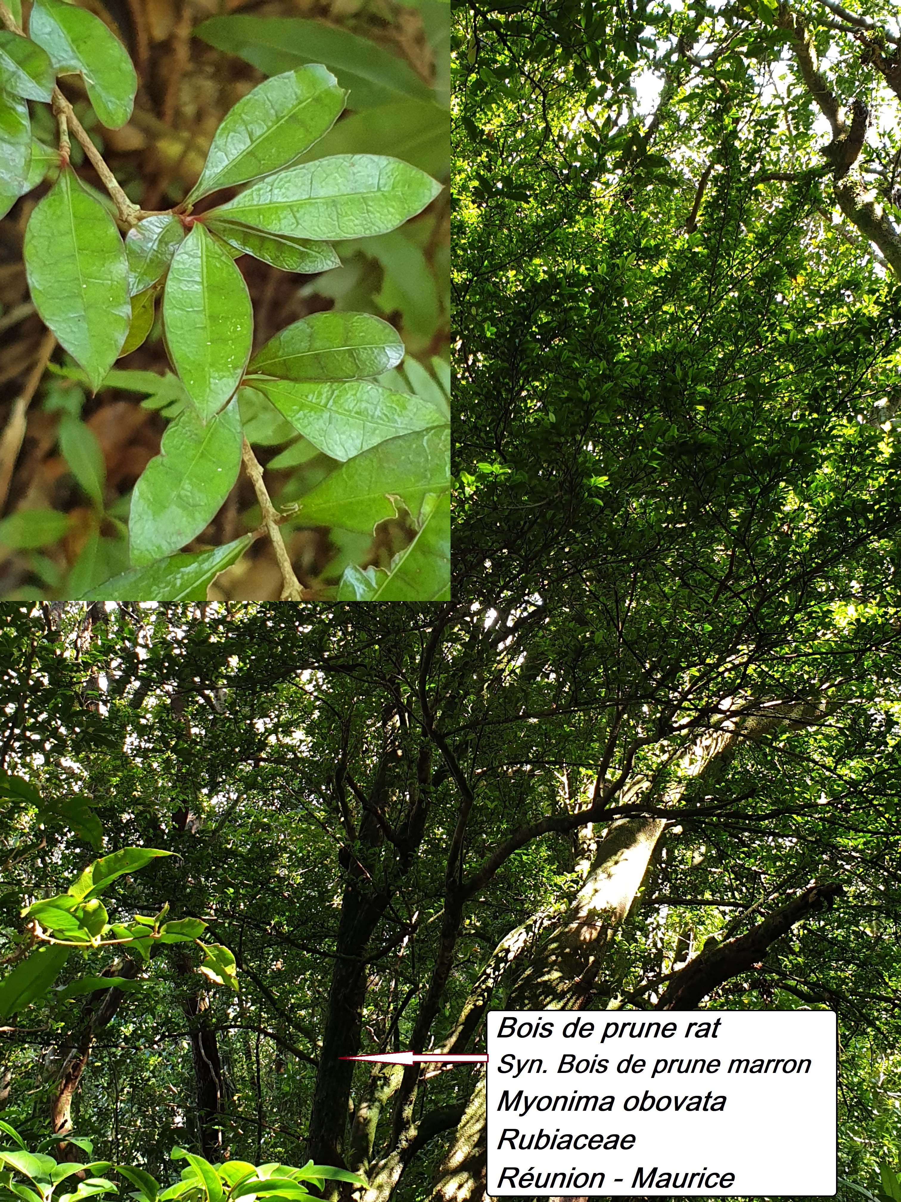 26- Bois de prune marron.jpg