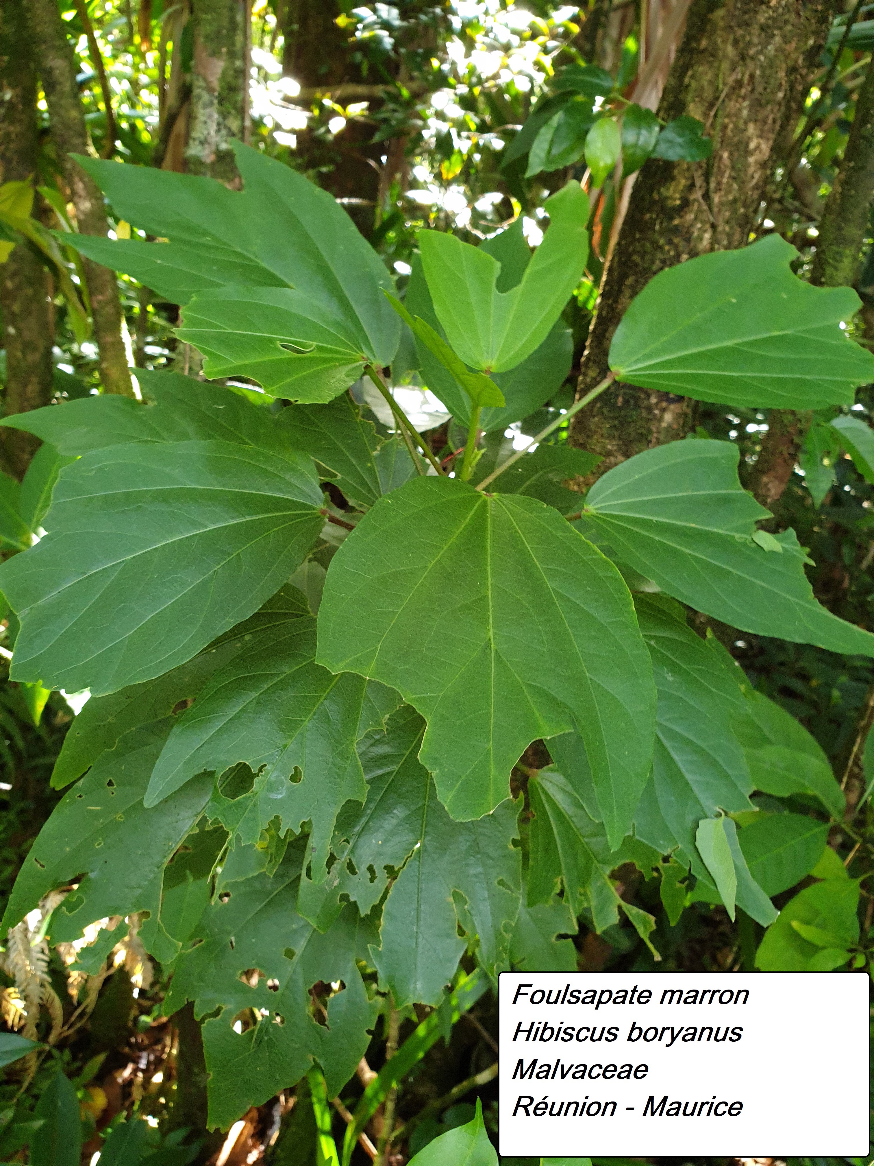 30- Hibiscus boryanus.jpg